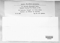 Lachnum sulphureum image